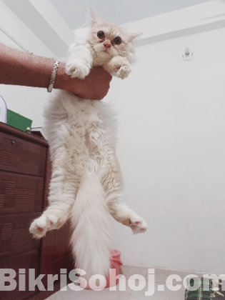 Parsian Cat